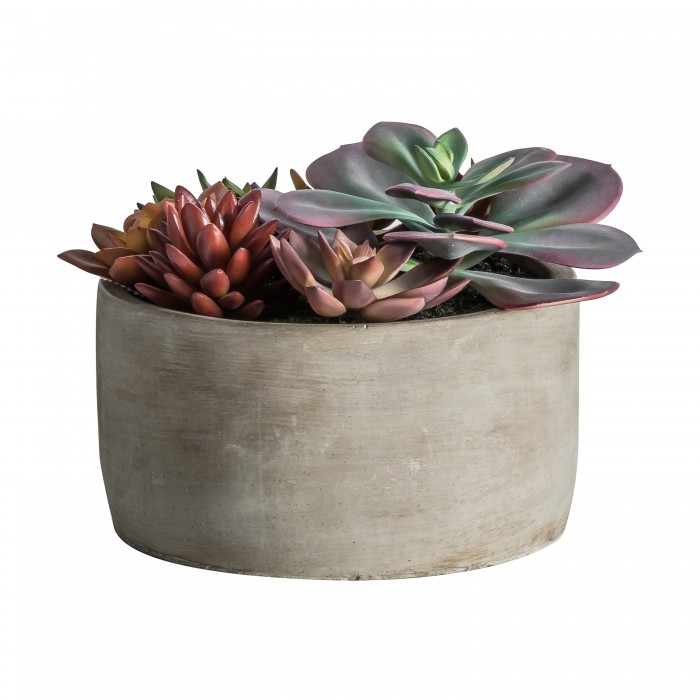 Potted Mixed Succulent Green Pink