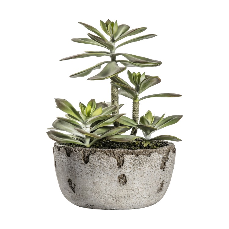 Kalanchoe Pale Green with  Rustic Pot 