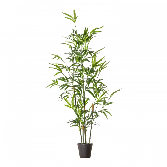 Bamboo with 330 Leaves