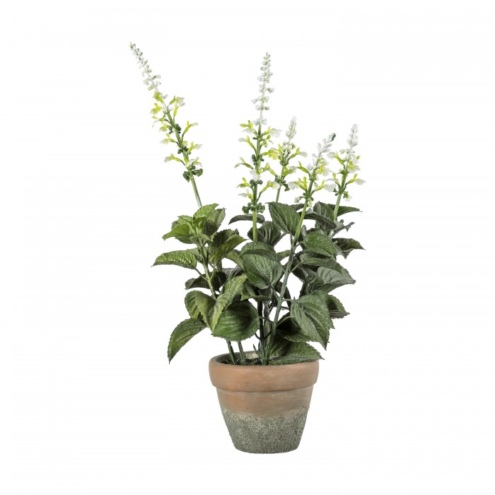 Potted Salvia White
