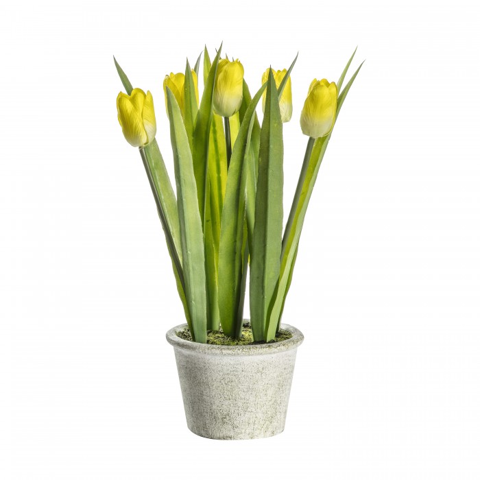 Potted Tulips Yellow