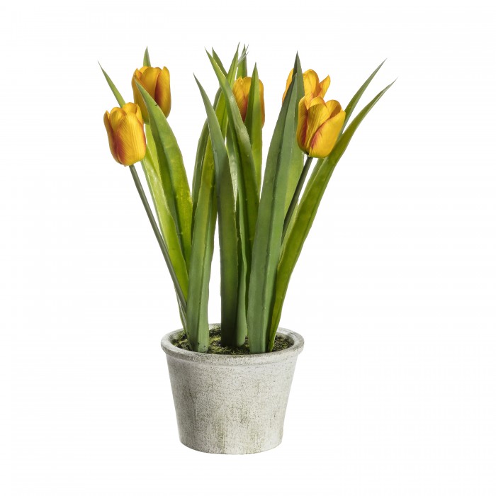 Potted Tulips Red Stripe