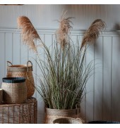 Pampas Grass with 5 Heads
