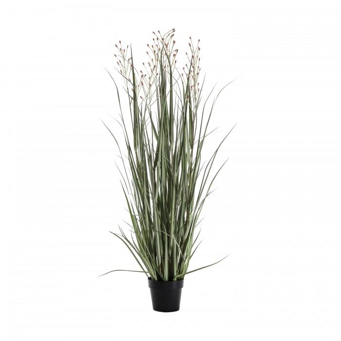 Potted Grass with 7 Heads Green/Russet Small