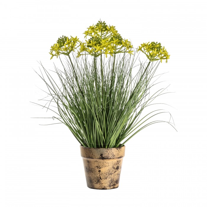 Potted Grass with 5 Heads Yellow