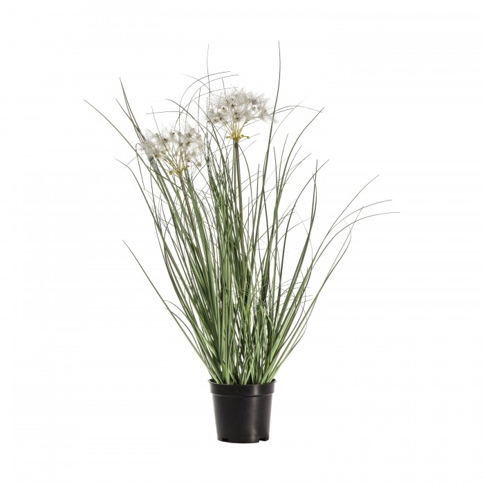 Potted Grass with 2 Heads Yellow