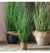 Potted Onion Grass Green Small