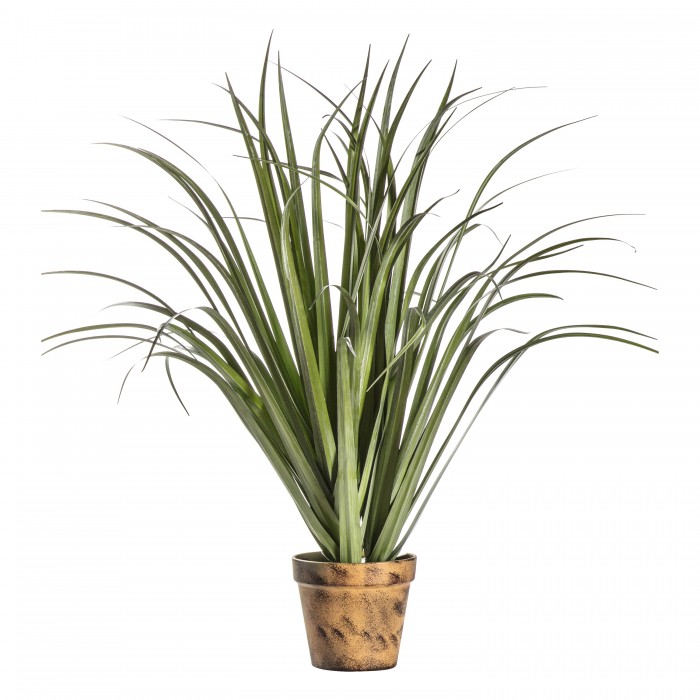 Potted Dracaena Silver Green Large