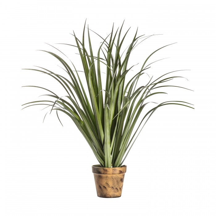 Potted Dracaena Silver Green Small