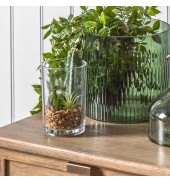 Cactus Garden In Glass Jar