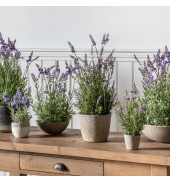 Lavender Classic with Cement Pot Large