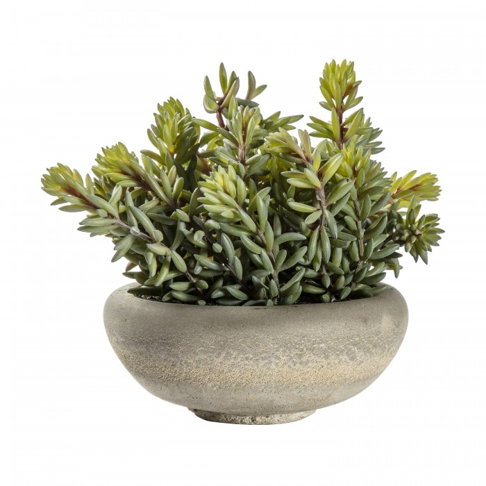 Sedum Green with Cement Bowl Large