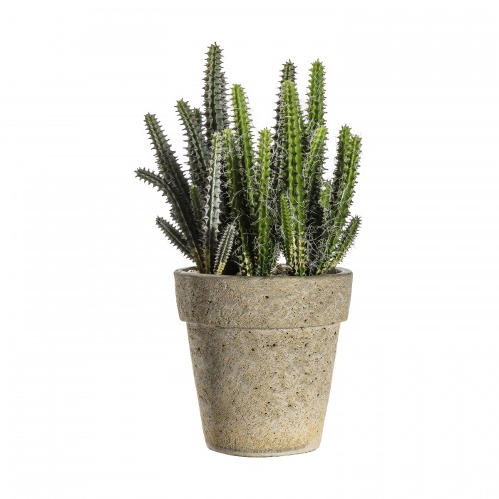 Cactus Cereus with Cement Pot Small