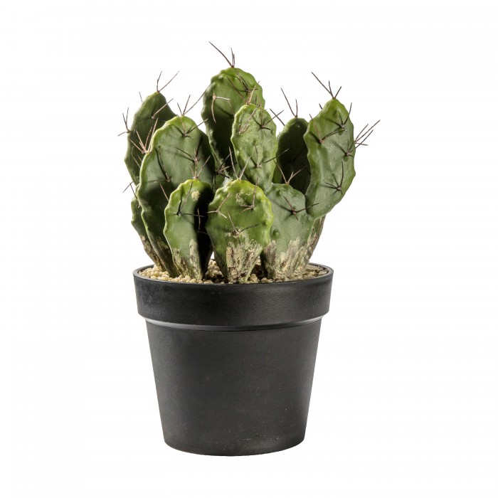 Cactus Optunia
