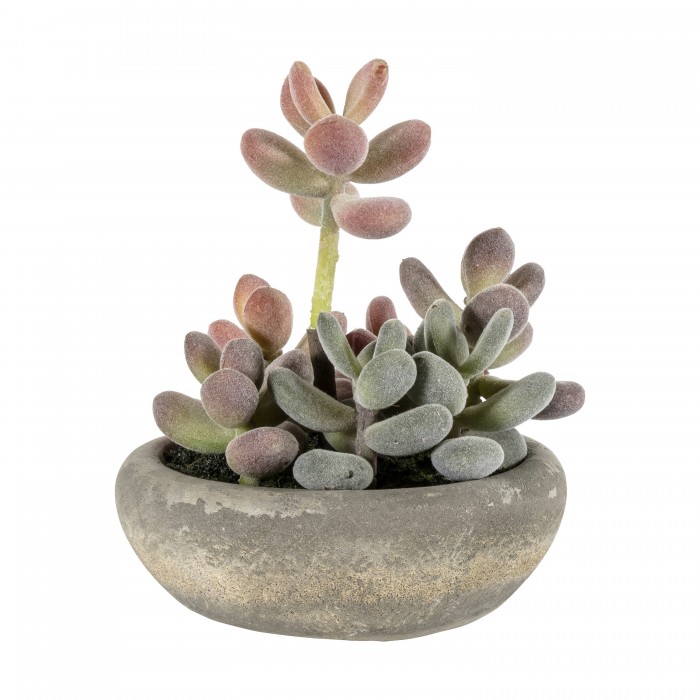 Graptoveria with Cement Bowl Large