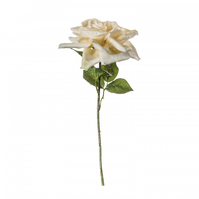 Rose Polyantha Stem White (5pk)