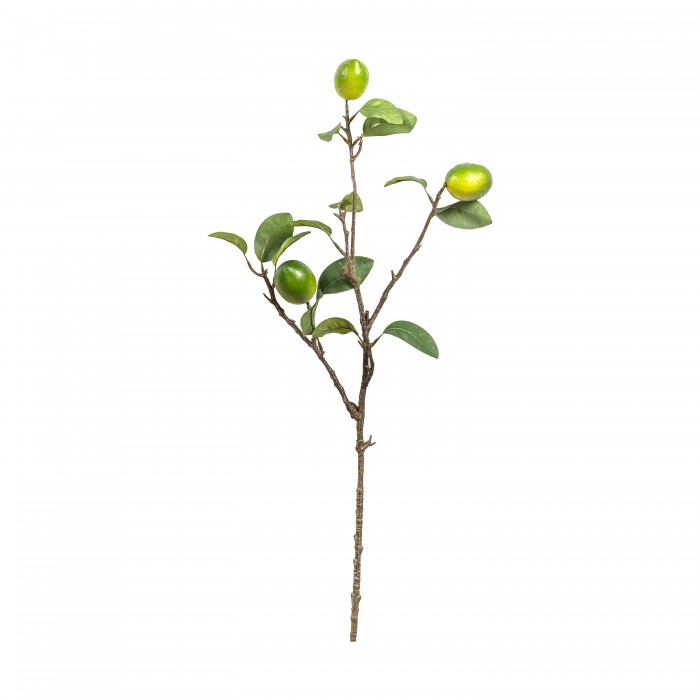 Lime Stem with 3 Fruits