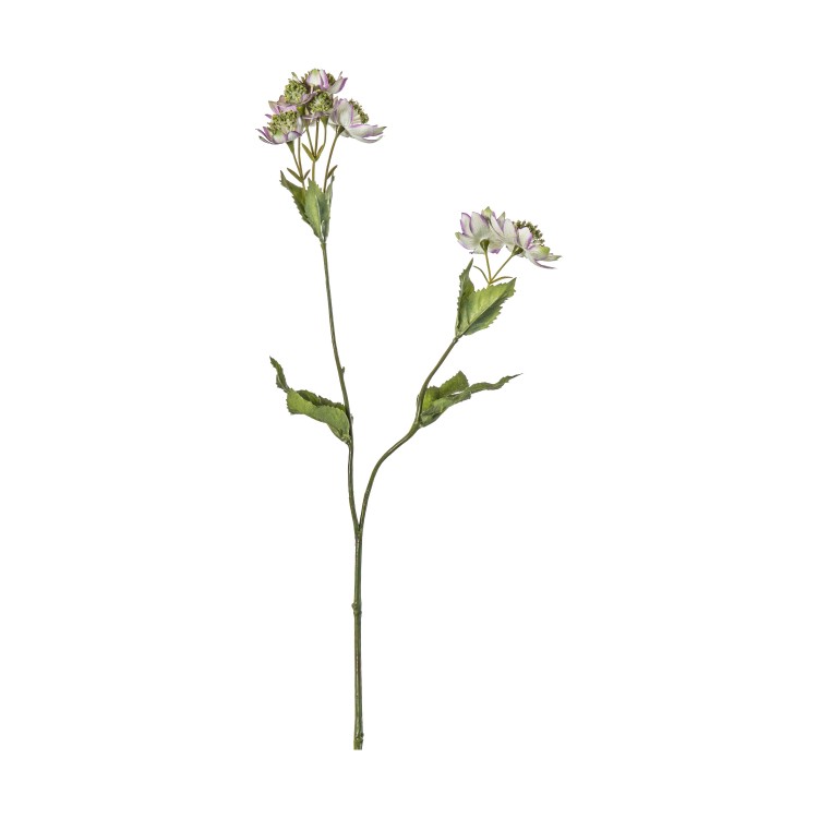 Astrantia Spray Lilac (5pk)