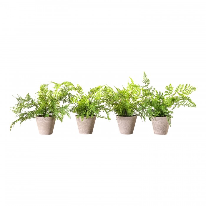 Potted Ferns Asstd (4pk)