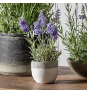 Lavender Lilac with White Pot Large