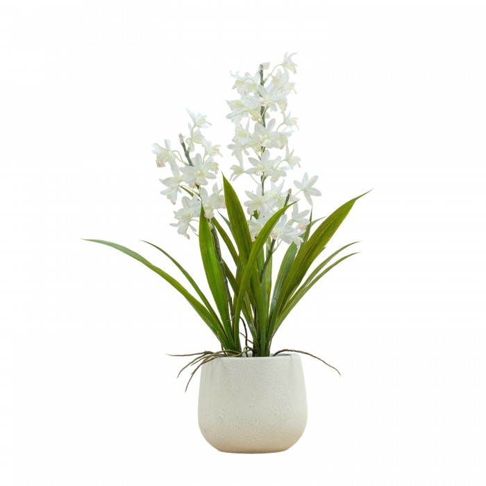 Potted Cymbidium Orchid White Large