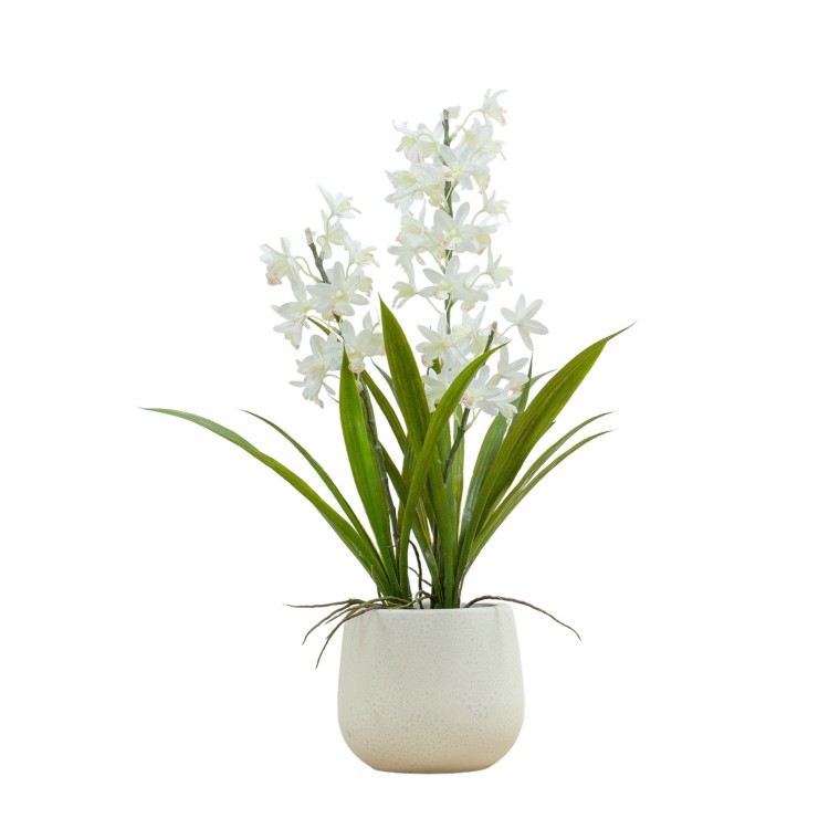 Potted Cymbidium Orchid White Large
