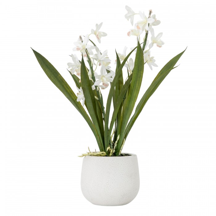 Potted Cymbidium Orchid White Small