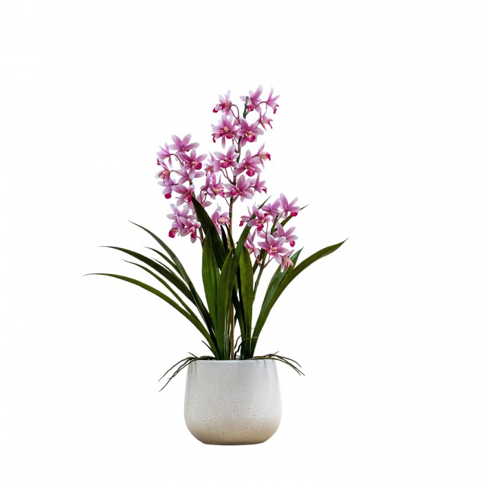 Potted Cymbidium Orchid Pink Large