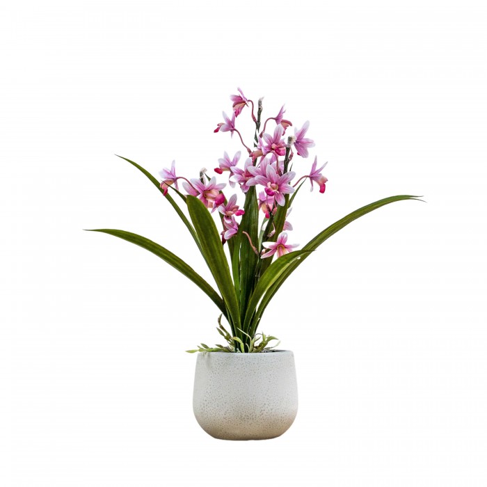 Potted Cymbidium Orchid Pink Small
