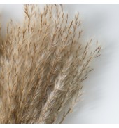 Dried Reed Grass Bundle in Paper Wrap Natural
